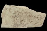 Insect Fossil Cluster- Green River Formation, Utah #101675-1